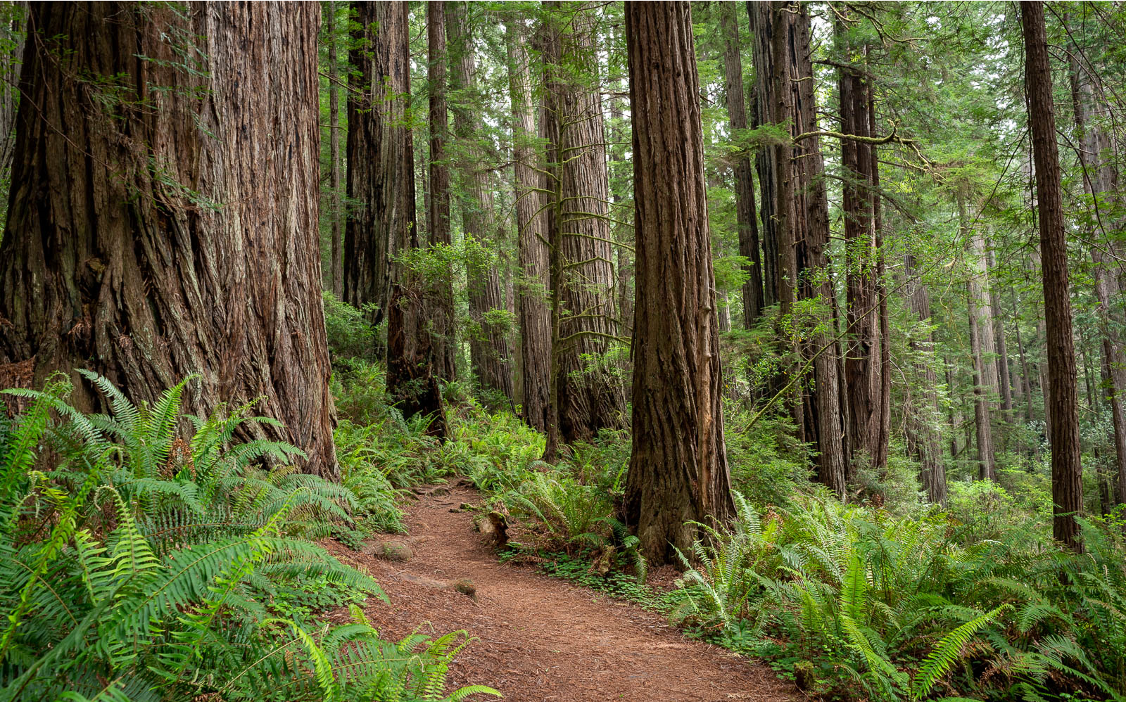 Redwood Crest tree photo